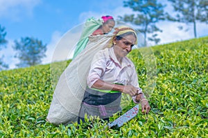 Tamil woman who works at Dambetenna estate breaks tea leaves